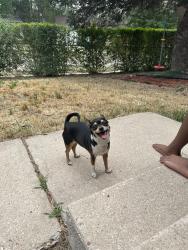Found/Stray Female Dog last seen Dewey & Frost, Colorado Springs, CO 80916