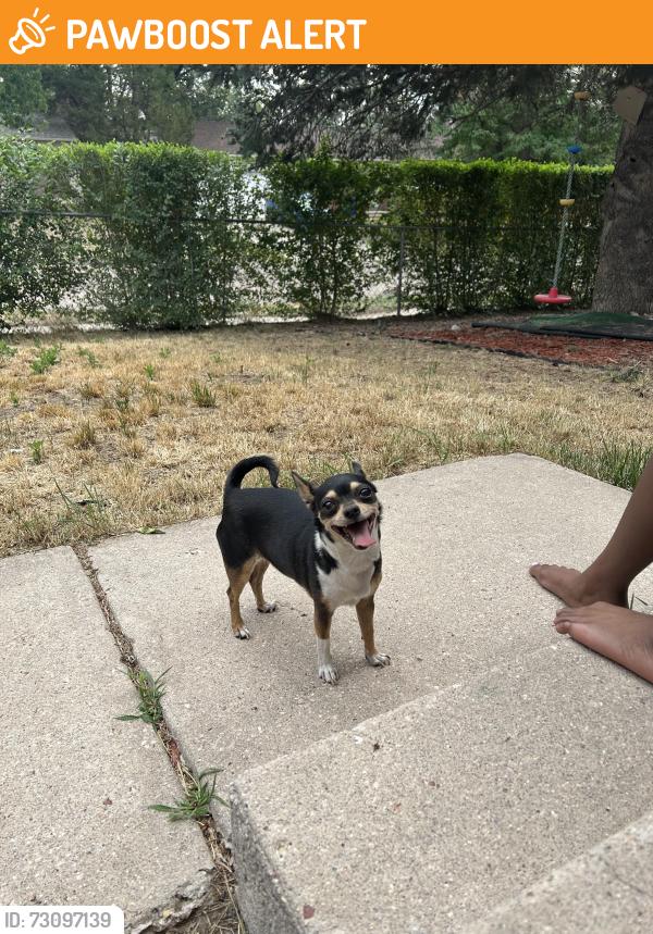 Found/Stray Female Dog last seen Dewey & Frost, Colorado Springs, CO 80916