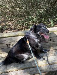 Lost Male Dog last seen Kappa St, Pasadena, TX 77504