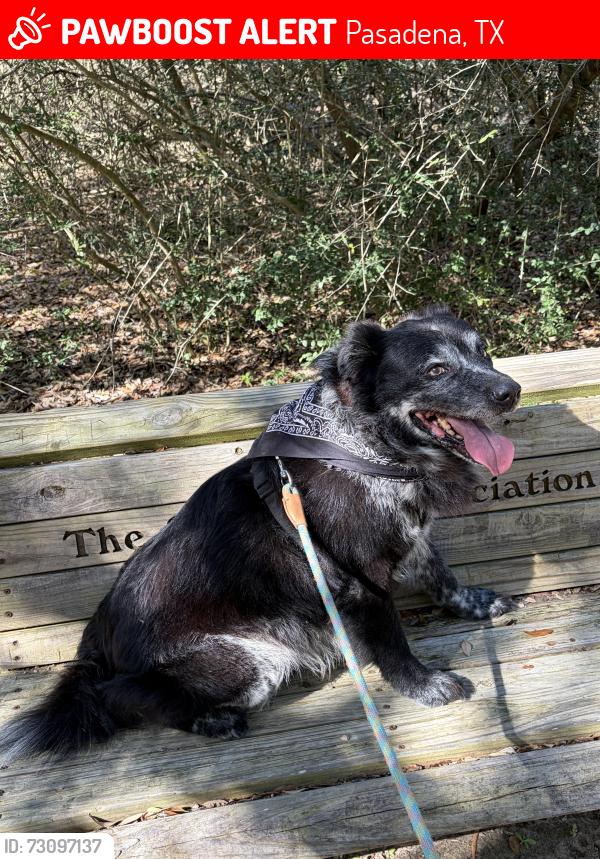 Lost Male Dog last seen Kappa St, Pasadena, TX 77504