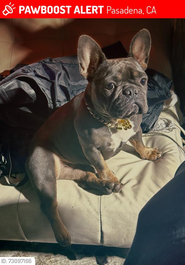 Lost Female Dog last seen Linda Rosa behind the Honda dealer, Pasadena, CA 91107