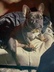 Lost Female Dog last seen Linda Rosa behind the Honda dealer, Pasadena, CA 91107