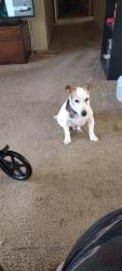 Lost Male Dog last seen South Division and 68th st, Grand Rapids, MI 49548