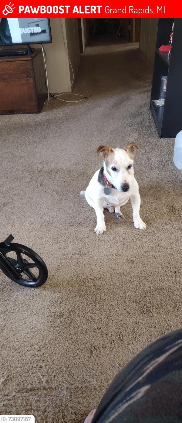 Lost Male Dog last seen South Division and 68th st, Grand Rapids, MI 49548