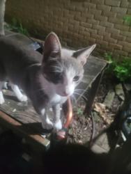 Found/Stray Male Cat last seen Dupont circle, Fort Worth, TX 76134