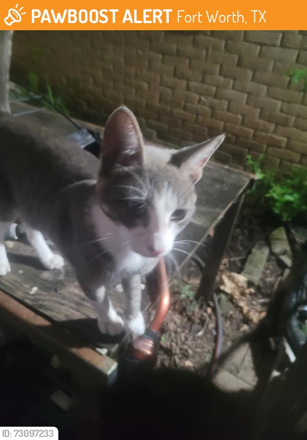 Found/Stray Male Cat last seen Dupont circle, Fort Worth, TX 76134