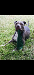 Lost Male Dog last seen Near poolville cut off rd, Poolville, TX 76487