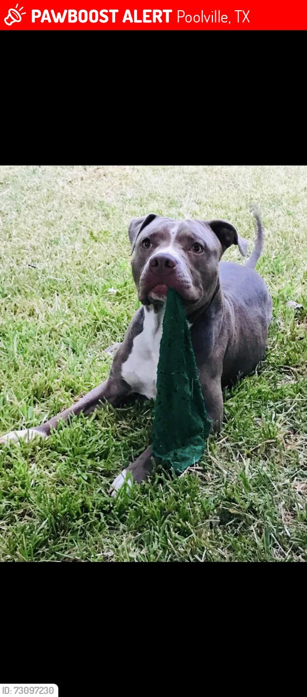 Lost Male Dog last seen Near poolville cut off rd, Poolville, TX 76487