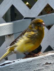 Found/Stray Unknown Bird last seen Mount Gleason, Los Angeles, CA 91042