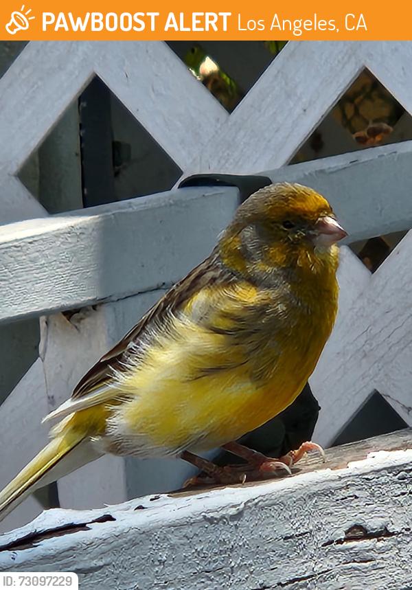 Found/Stray Unknown Bird last seen Mount Gleason, Los Angeles, CA 91042
