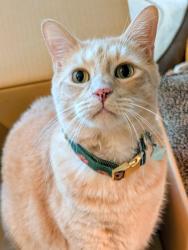 Lost Male Cat last seen Sunwood blvd cndmniums, Tukwila, WA 98188