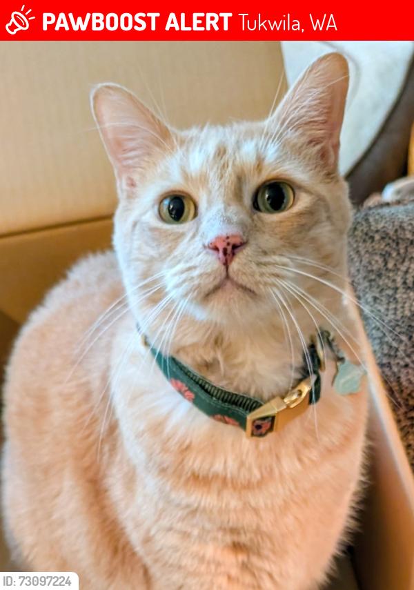 Lost Male Cat last seen Sunwood blvd cndmniums, Tukwila, WA 98188