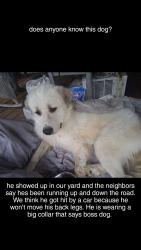 Found/Stray Male Dog last seen Daisy Circle, Green Laine, Montgomery County, TN 37052