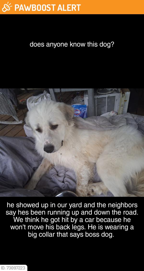 Found/Stray Male Dog last seen Daisy Circle, Green Laine, Montgomery County, TN 37052