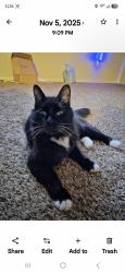 Lost Male Cat last seen Magnolia Bluff, San Antonio, TX 78218