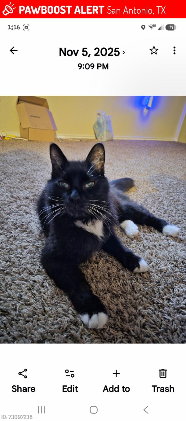 Lost Male Cat last seen Magnolia Bluff, San Antonio, TX 78218