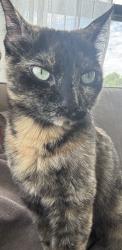 Lost Female Cat last seen S 48th and Yankee Hill, Lincoln, NE 68516