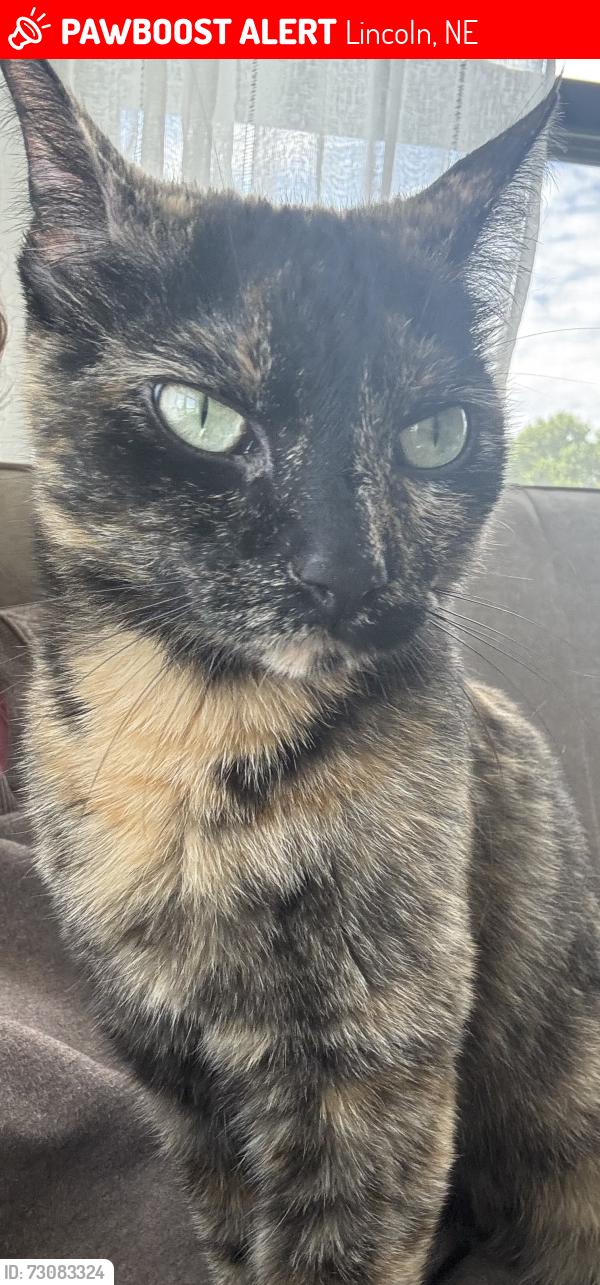Lost Female Cat last seen S 48th and Yankee Hill, Lincoln, NE 68516