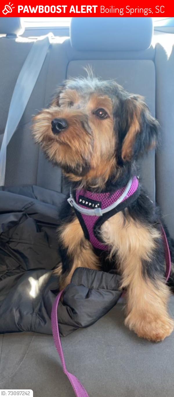 Lost Female Dog last seen Riverforest, Boiling Springs, SC 29316