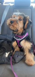 Lost Female Dog last seen Riverforest, Boiling Springs, SC 29316