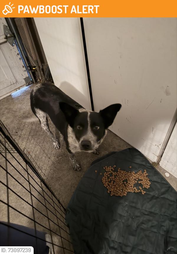 Found/Stray Female Dog last seen Grant Line Road, Sacramento County, CA 95624