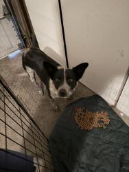 Found/Stray Female Dog last seen Grant Line Road, Sacramento County, CA 95624