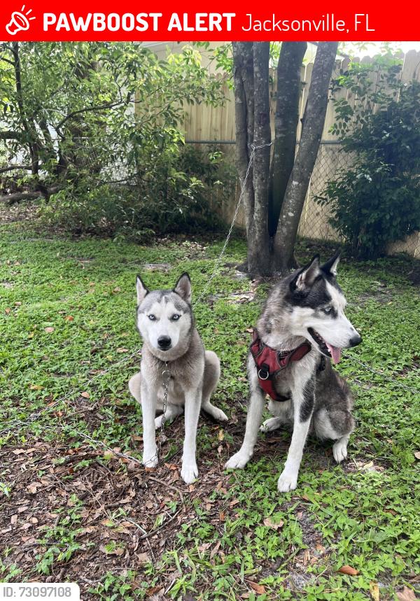 Lost Female Dog last seen Firestone and Ricker, Jacksonville, FL 32244
