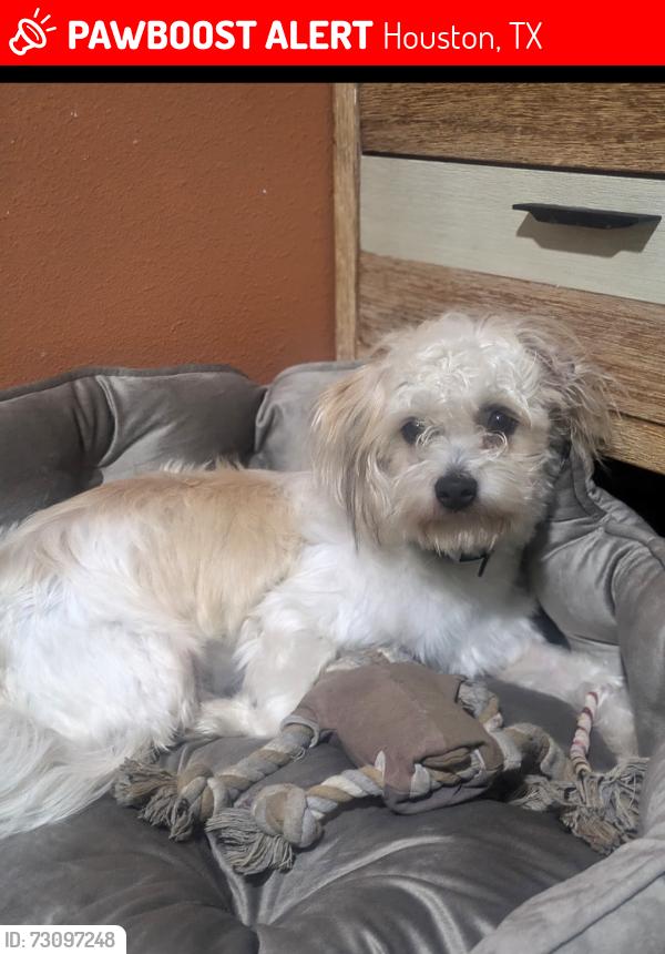 Lost Male Dog last seen West Rd and Pleasanton Rd , Houston, TX 77038