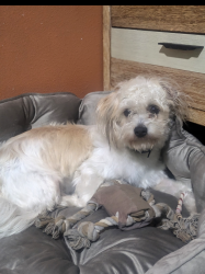 Lost Male Dog last seen West Rd and Pleasanton Rd , Houston, TX 77038