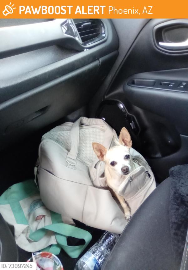 Found/Stray Female Dog last seen 35th Ave and Greenway rd, Phoenix, AZ 85053