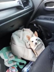 Found/Stray Female Dog last seen 35th Ave and Greenway rd, Phoenix, AZ 85053