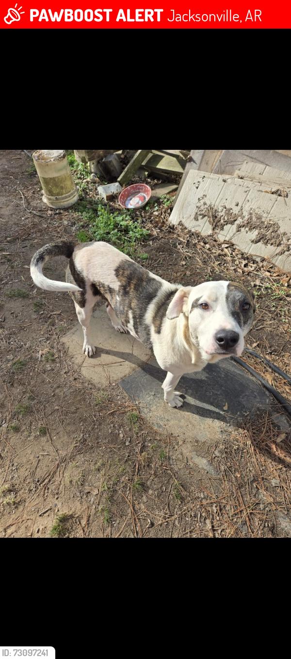 Lost Male Dog last seen Military Road/ Hwy 294, Jacksonville, AR 72076