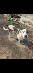 Lost Male Dog last seen Military Road/ Hwy 294, Jacksonville, AR 72076