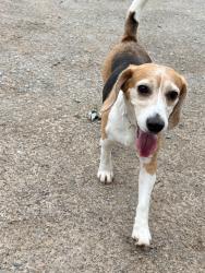 Found/Stray Female Dog last seen Pelican Dr. Pulaski, Pulaski, WI 54162