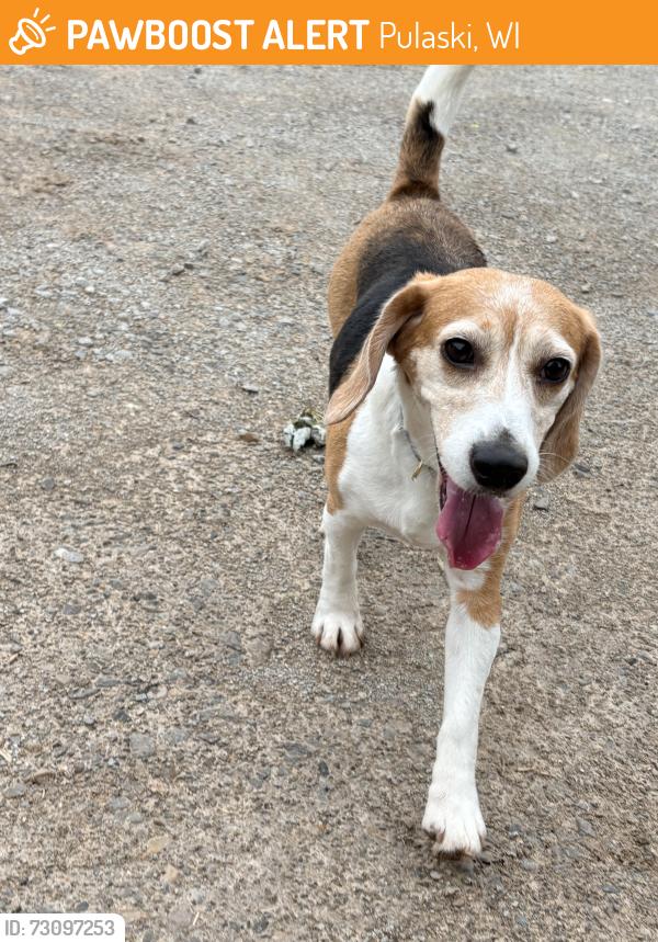 Found/Stray Female Dog last seen Pelican Dr. Pulaski, Pulaski, WI 54162