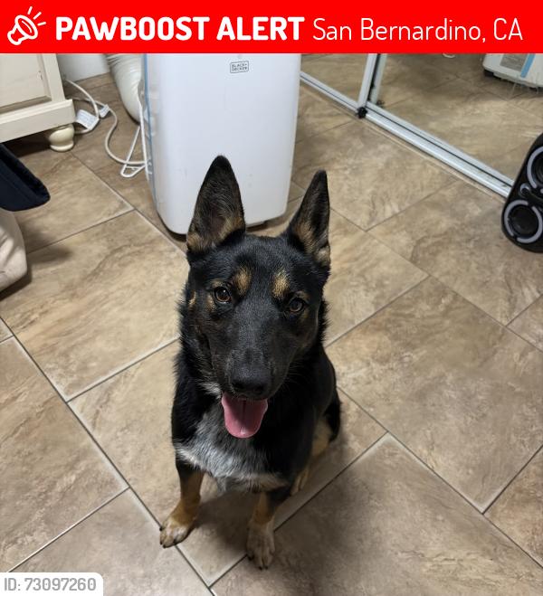 Lost Female Dog last seen Near belle st, San Bernardino, CA 92404