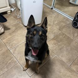 Lost Female Dog last seen Near belle st, San Bernardino, CA 92404