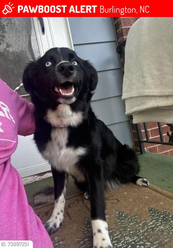 Lost Female Dog last seen Near Everett St Burlington NC 27215, Burlington, NC 27215