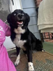 Lost Female Dog last seen Near Everett St Burlington NC 27215, Burlington, NC 27215