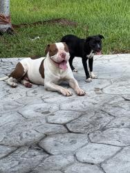 Found/Stray Male Dog last seen 40st and 102nd ct, Westwood Lakes, FL 33165