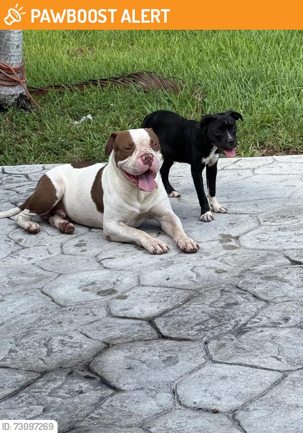 Found/Stray Male Dog last seen 40st and 102nd ct, Westwood Lakes, FL 33165