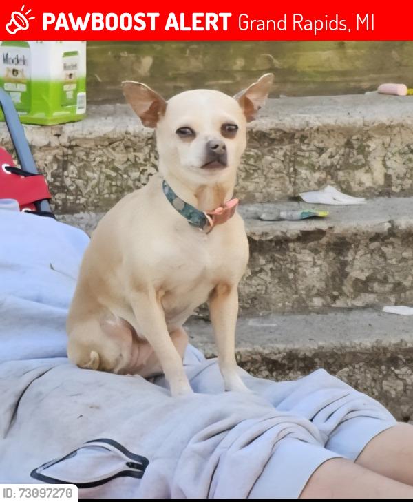 Lost Female Dog last seen Burton, Grand Rapids, MI 49507