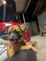 Lost Male Dog last seen West Rd and Pleasanton Rd , Houston, TX 77038
