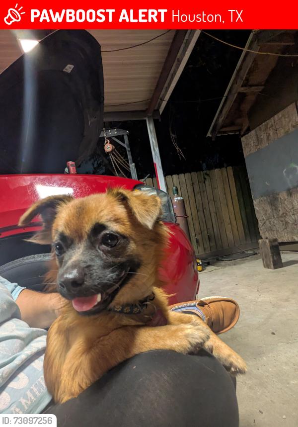 Lost Male Dog last seen West Rd and Pleasanton Rd , Houston, TX 77038