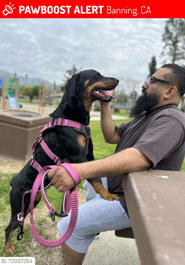 Lost Female Dog last seen 8th & w Wilson st, Banning, CA 92220