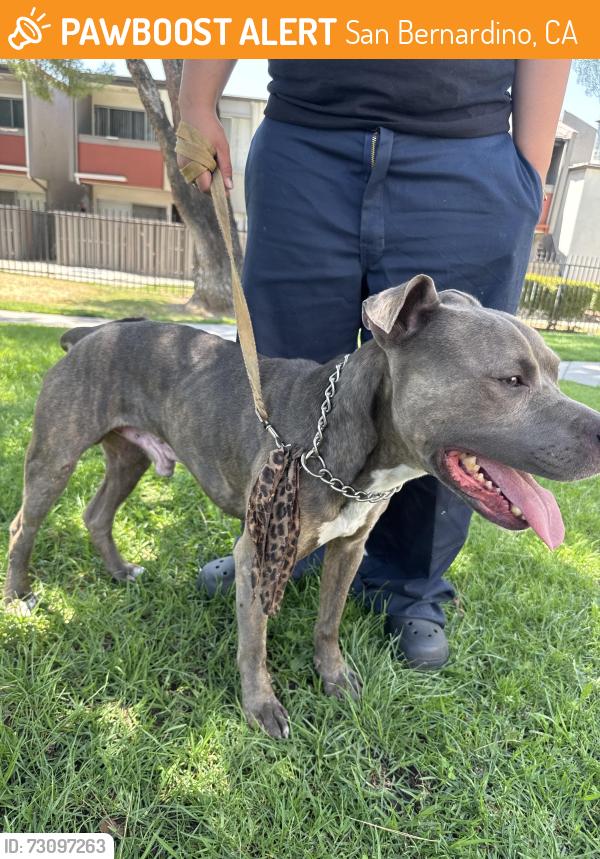 Found/Stray Male Dog last seen Near E Date St, San Bernardino, CA 92404