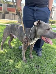 Found/Stray Male Dog last seen Near E Date St, San Bernardino, CA 92404