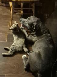 Reunited Male Dog last seen Crow Valley & Willowdale in front of Meadowbrook APTs, Dalton, GA 30719