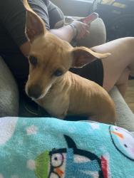 Found/Stray Female Dog last seen Buckinham and Sam Houston garland, Garland, TX 75042