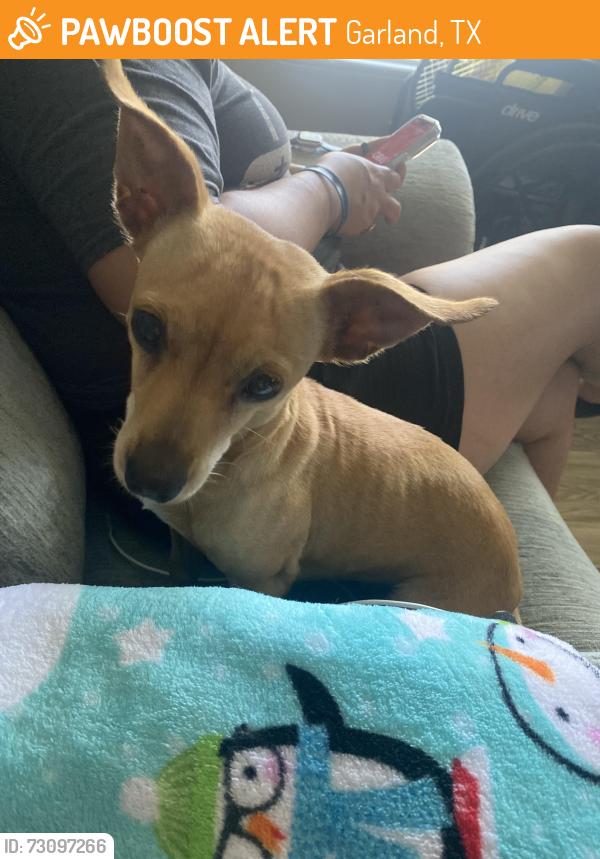 Found/Stray Female Dog last seen Buckinham and Sam Houston garland, Garland, TX 75042